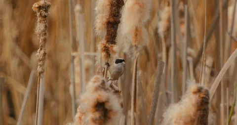 Remiz Pendulinus gathering nesting materials in slow motion Stock Footage 331737970