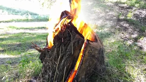 The remnant of a tree trunk from which tongues of hot flame burst out Stock Footage 290464681