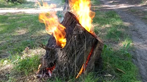 The remnant of a tree trunk from which tongues of hot flame burst out Stock Footage 293976523