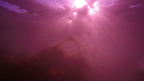 Remnants of algae thickets sway in the purple poisonous water Stock Footage 171371715