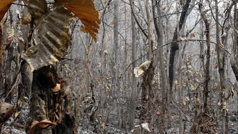 Remnants of burnt vegetation and a layer of ash intertwine with the trees Stock Footage 243511829