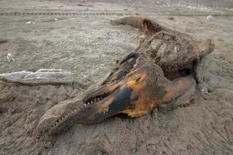 Remnants of a dead dolphin. Stock Photos