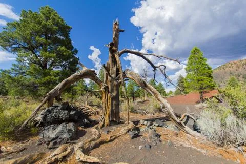 Remnants of a dead tree in the lava sand of Sunset Crater Stock Photos