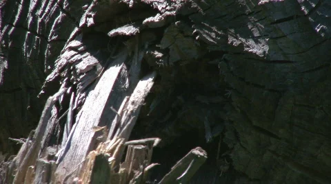 Remnants of fallen tree after Beavers chewed through Stock Footage 665660