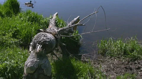 Remnants of fallen tree after Beavers chewed through Stock Footage 665803