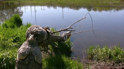 Remnants of fallen tree after Beavers chewed through Stock Footage 667054