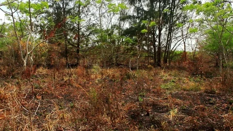 Remnants of a Fire in a Meadow Stock Footage 129633961