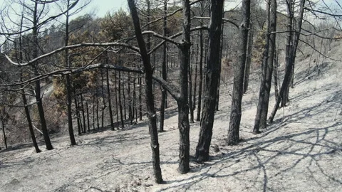 Remnants Of Forest Fire, burned trees and ash ground Stock Footage 144355864