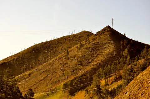 Remnants of a forest fire Фото