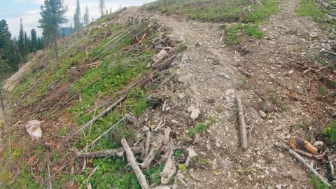 The remnants of illegally felled trees, scattered across the forest floor Stock Footage 270046053