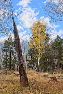 Remnants of an old dead tree in a meadow surrounded by various kinds of trees. Stock Photos