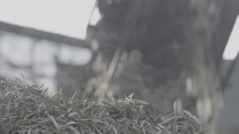 Remnants of olive leaves 스톡 동영상 154662617