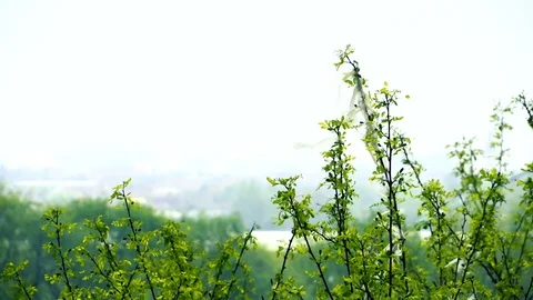 Remnants of plastic bag on the branch Stock Footage 88651073