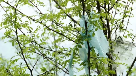 Remnants of torn plastic bags lean on the tree branch Stockbeeldmateriaal 88652004