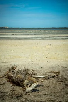 Remnants of the Wild Stock Photos