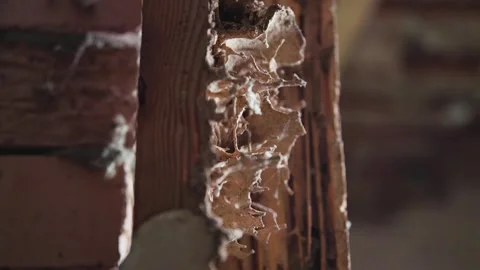 Remnants of wood wall after attack by termites and white ants Stockbeeldmateriaal 333285054