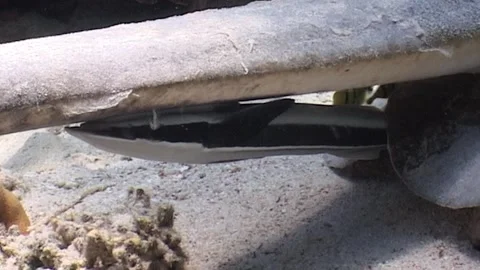 Remora Clinging Under The Feathertail Stingray Stock Footage 292778484