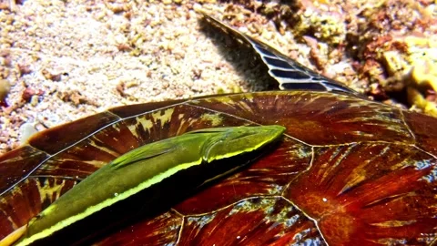 Remora fish attached to sea turtle shell underwater symbiotic marine Stock Footage 336780476