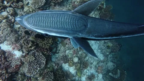 Remora fish clinging to diver like a pet Stock Footage 345715666