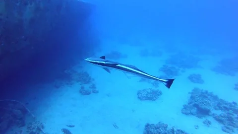 Remora fish . suckerfish red sea. 動画素材 129011908