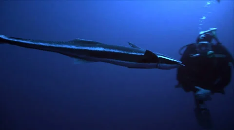 Remora meets some divers in open ocean, south africa Stock Footage 22536401