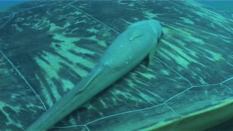 Remora Over The Green Turtle, Close Up Stock Footage 292779091