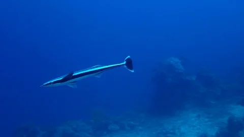 Remora swimming Stock Footage 112316161