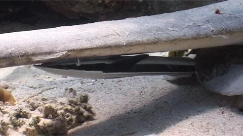 Remora Under The Feathertail Stingray  Stock Footage 300668686