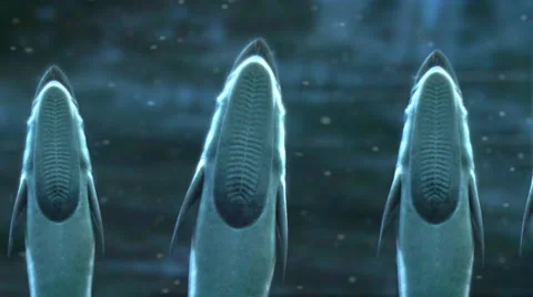 Remoras, also called sharksuckers. Stock-Footage 44559023