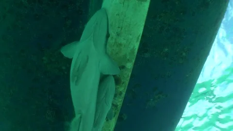 Remoras on Boat Stock Footage 85291422