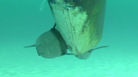 Remoras on Keel Stock Footage 85325105