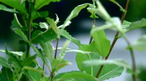 Remote Alaska lake with pull focus as two canoe through the trees Stock Footage 40452923