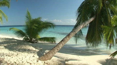 Remote beach with palmtrees Видео 70773