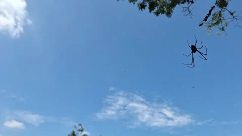 Remote control drone quadcopter flying in blue sky Stock Footage 337051232