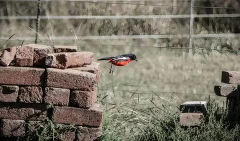 Remote control helicopter flying over a dirt field Stock Photos