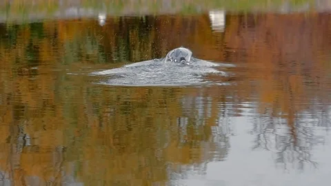 Remote controled speedboat on the river Stock Footage 97862932