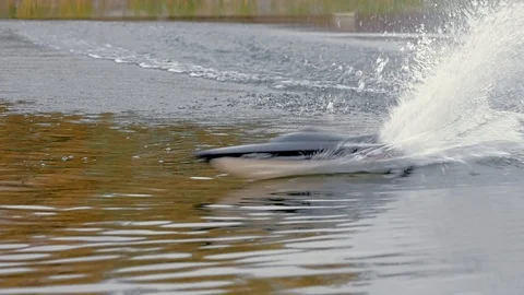 Remote controled speedboat on the river Stock Footage 97862935