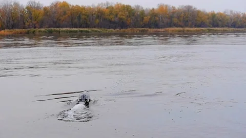 Remote controled speedboat on the river Stock Footage 97862977