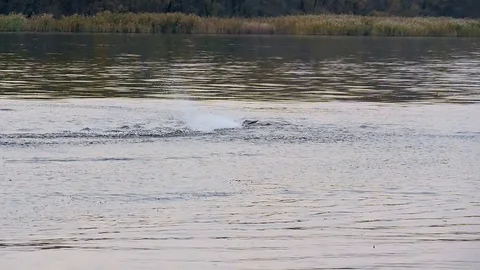 Remote controled speedboat on the river Stock Footage 97862982