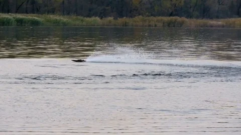 Remote controled speedboat on the river Stock Footage 97862988