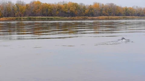 Remote controled speedboat on the river Stock Footage 97862996