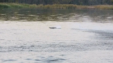 Remote controled speedboat on the river Stock Footage 97862999
