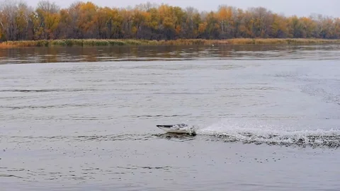 Remote controled speedboat on the river Stock Footage 97863009