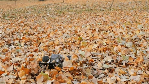 Remote controlled fast truggy car drift in the fallen leafs Stock Footage 98403446