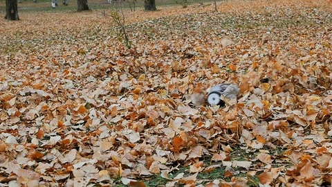Remote controlled fast truggy car drift in the fallen leafs Stock Footage 98403448