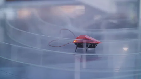 A remote-controlled robotic bug blinks while standing in a maze 스톡 동영상 257265816