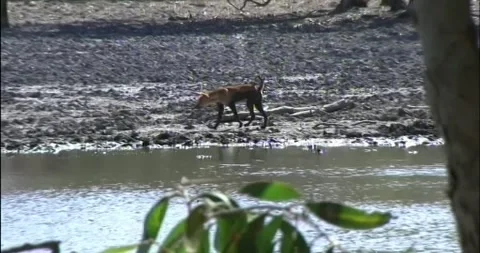 Remote Dingo Stock Footage 265618309