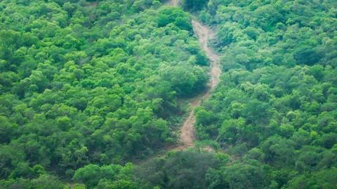 A remote dirt road winds through a dense, vibrant green forest, showcasing .. Stock Photos