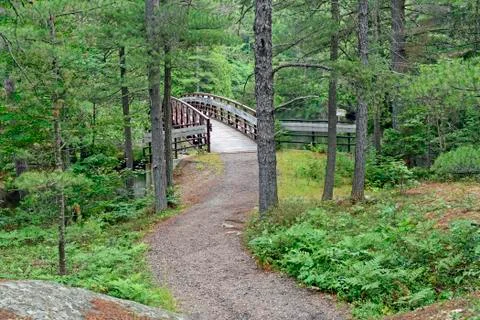 Remote Footbridge in the Forest 스톡 사진