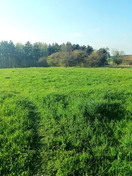 Remote forest Foto stock